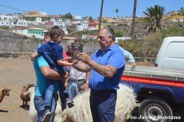 Muestra de ganado de las fiestas del patrono de Telde (Foto  Francisco Javier Santana)